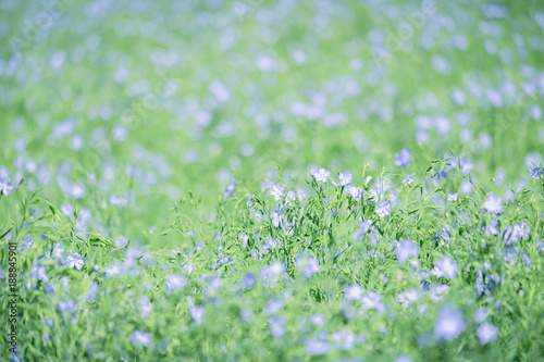 Blue blooming flower in the spring in the garden with bokeh nature background.