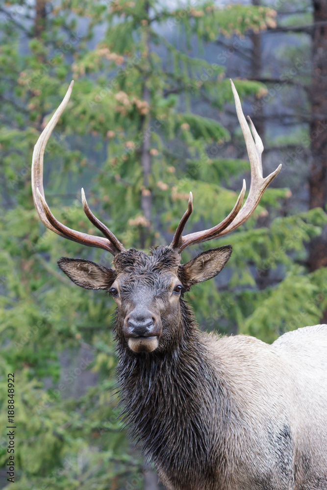 Elk of The Colorado Rocky Mountains Elk of The Colorado Rocky Mountains
