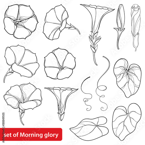 Vector set with outline Ipomoea or Morning glory flower bell, leaves and bud in black isolated on white background. Perennial climbing plant in contour style for summer design and coloring book.