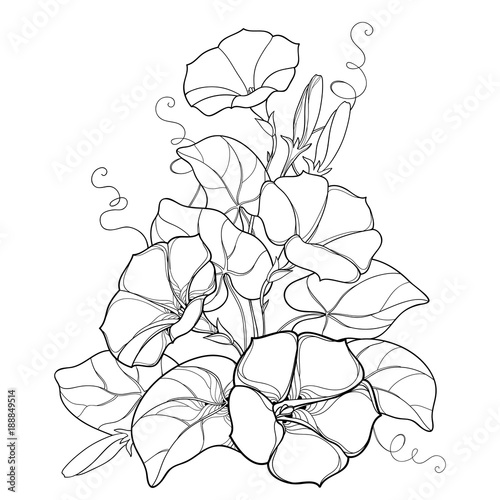 Vector bouquet with outline Ipomoea or Morning glory flower bell, leaf and bud in black isolated on white background. Perennial climbing plant in contour style for summer design and coloring book.