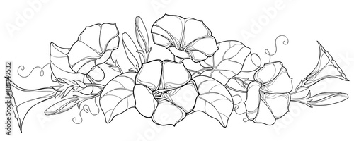 Vector bunch with outline Ipomoea or Morning glory flower bell, leaf and bud in black isolated on white background. Perennial climbing plant in contour style for summer design and coloring book.