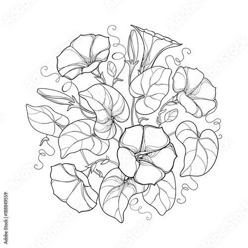 Vector round bouquet with outline Ipomoea or Morning glory flower, leaf and bud in black isolated on white background. Perennial climbing plant in contour style for summer design and coloring book.