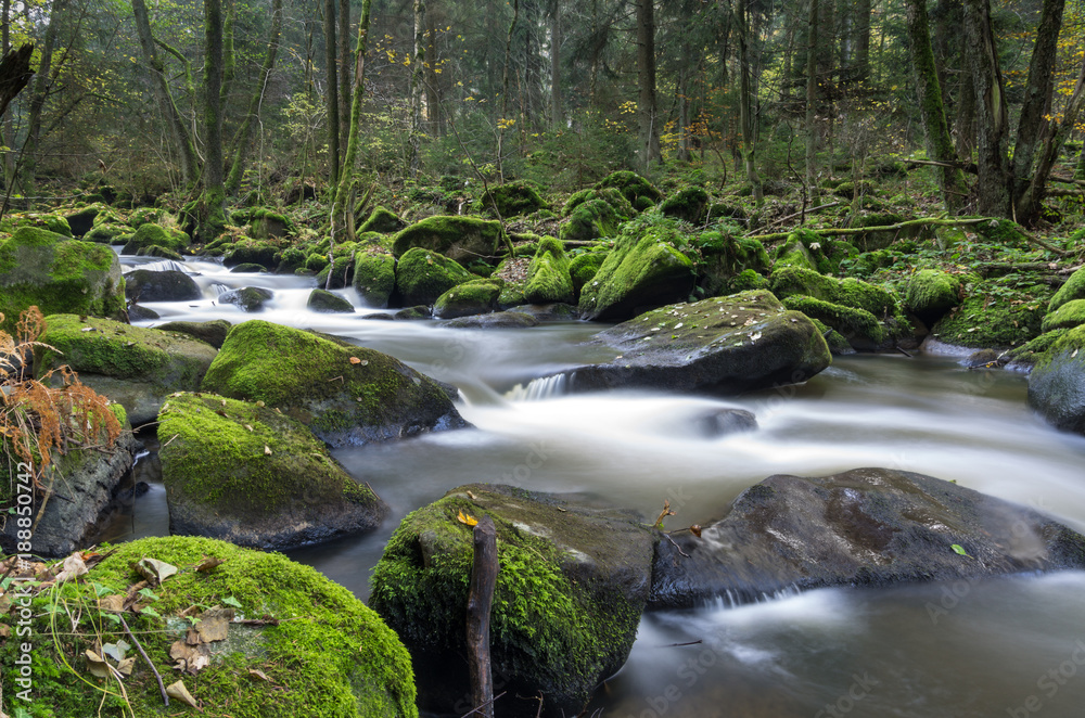 Forest river with rocks