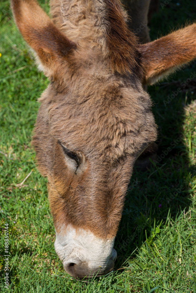 Asino Amiatino, Amiatino Donkey Grazing On Mount Labbro Equus africanus asinus