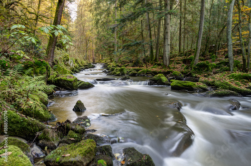 Forest river with rocks