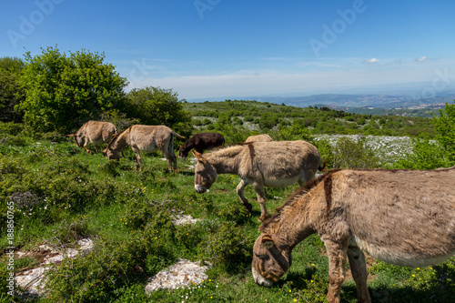 Asino Amiatino, Amiatino Donkey Grazing On Mount Labbro Equus africanus asinus photo