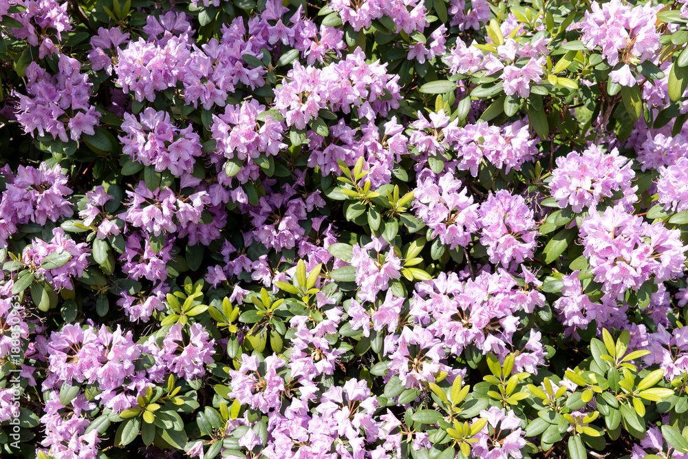 Beautiful floral background with purple flower of rhododendron