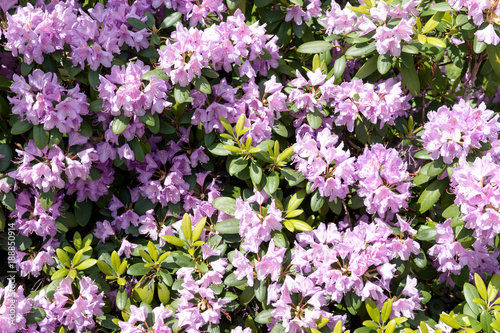 Beautiful floral background with purple flower of rhododendron