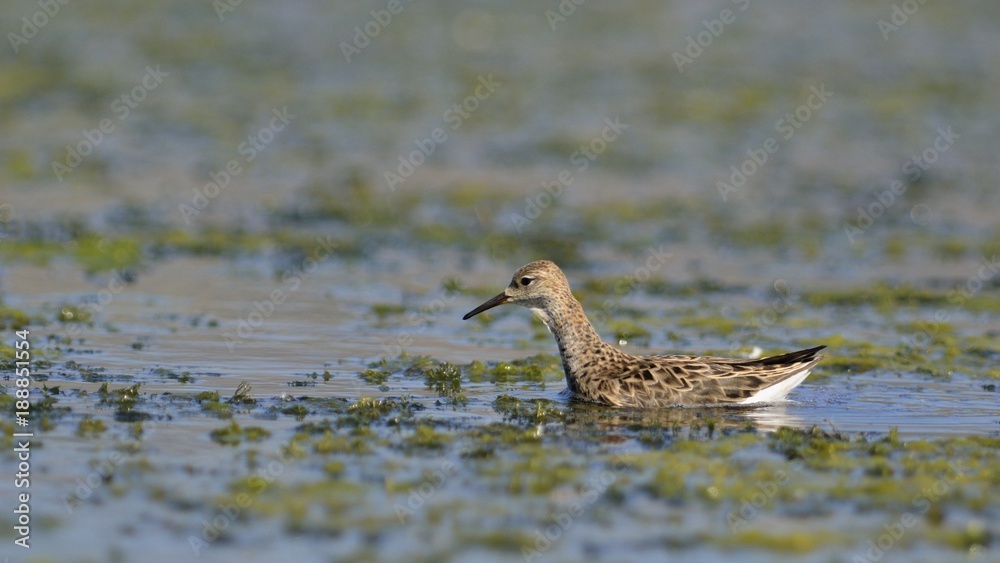 Ruff (Philomachus pugnax) Ruff (Philomachus pugnax)