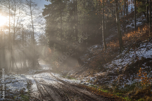 Forest road with sun shining through the fog