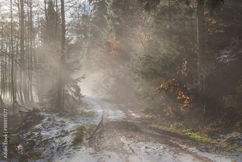 foggy road in the forest