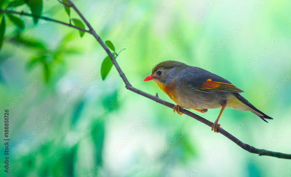 Red robin in beautiful light on a branch with green background Red robin in beautiful light on a branch with green background