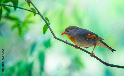 Red robin in beautiful light on a branch with green background