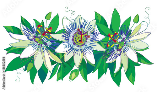 Vector horizontal garland with outline tropical blue Passiflora or Passion flowers, bud, leaves and tendril isolated on white background. Ornate floral in contour style for exotic summer design.