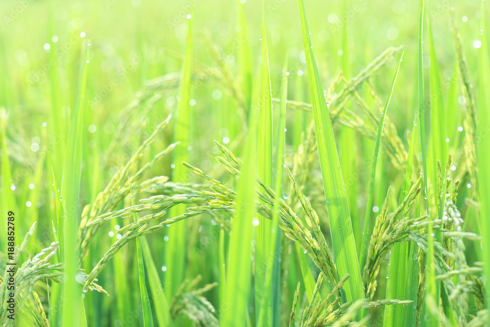 Ear of rice against green rice paddy background in the morning time. Ear of rice against green rice paddy background in the morning time.
