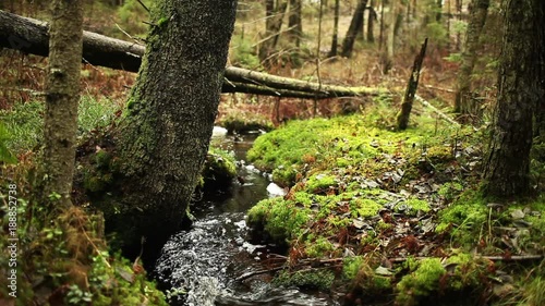 boreal forest beautiful view of the stream