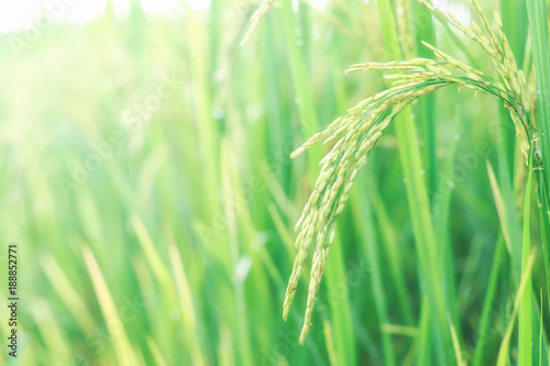Ear of rice against green rice paddy background in the morning time.