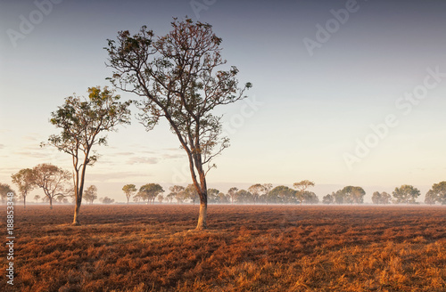 Dawn mist in the Australian Outback (Darwin, Northern Territory)