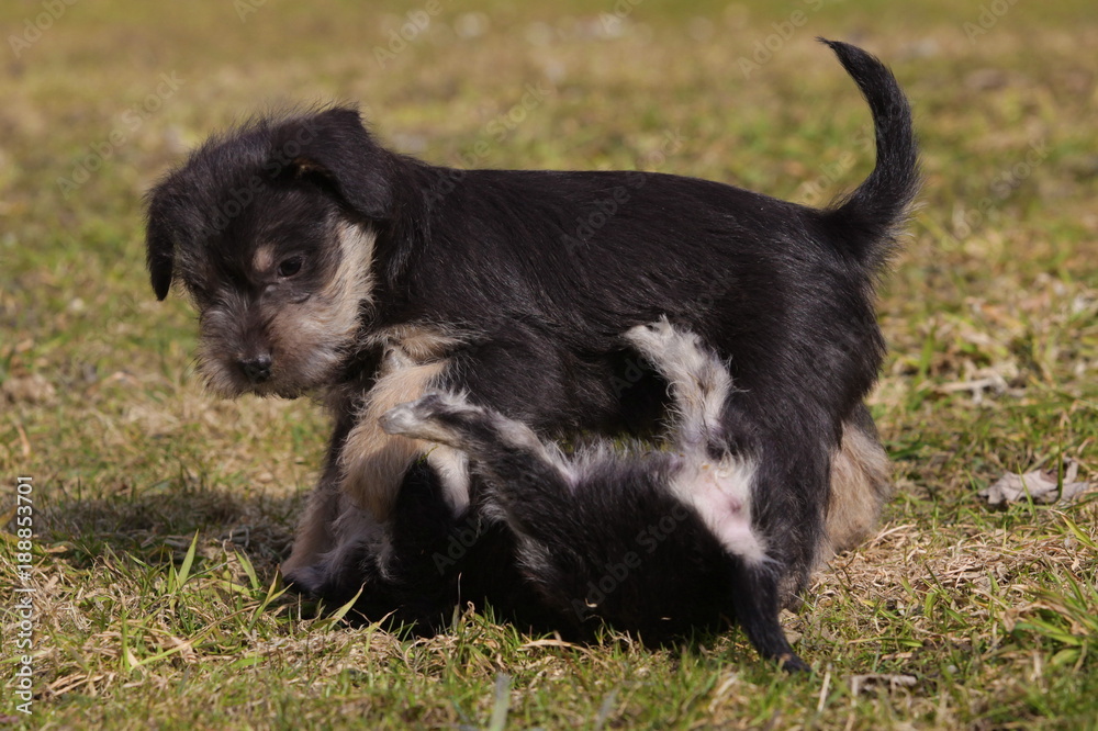 Puppies Puppies
