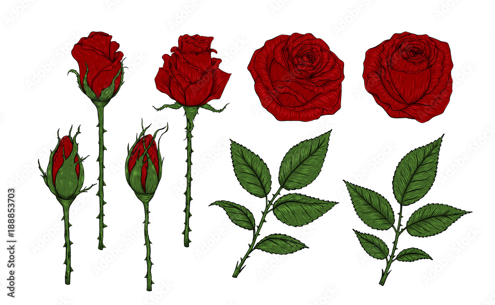 Rose vector set by hand drawing.Beautiful flower on white background.Rose art highly detailed in line art style.Flower tattoo on vintage paper.