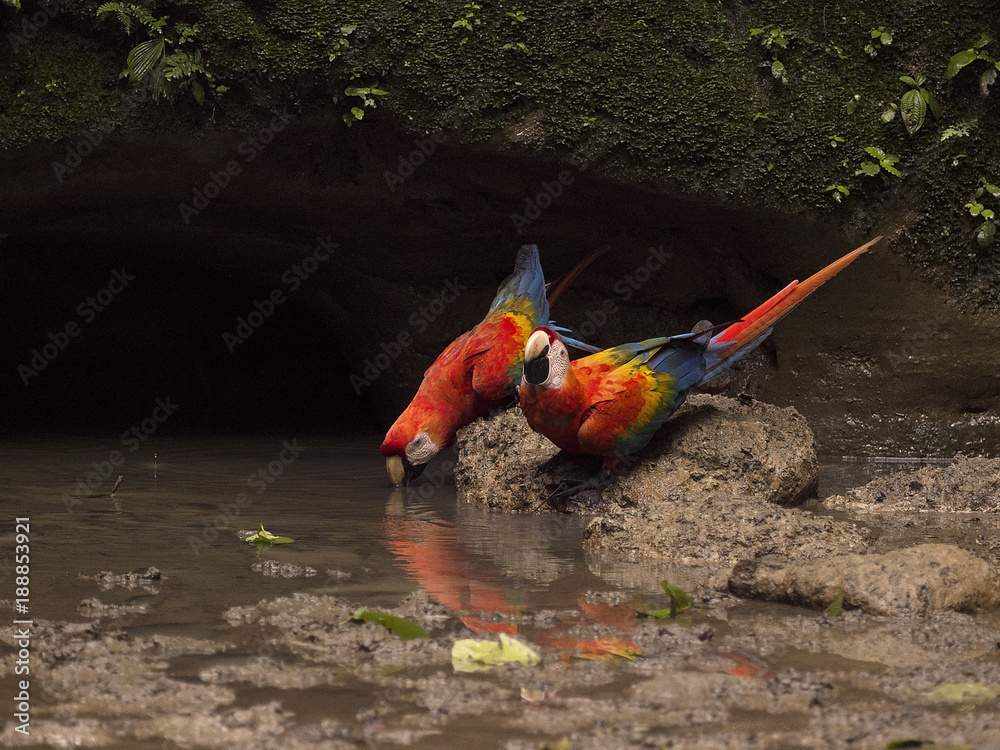 Obraz premium Scarlet Macaw, Ara macao, drinking from warthole, Yasuni National Park, Ecuador