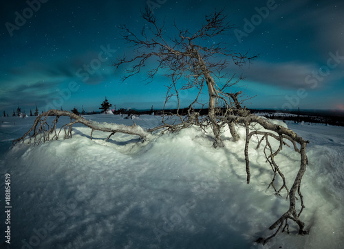 Dry tree in winter field