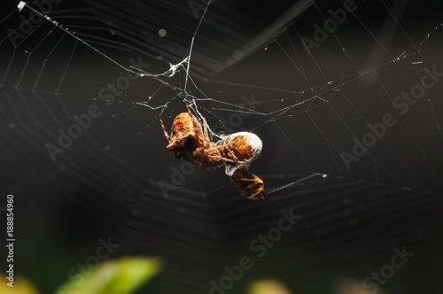 Spider eating prey in web. Spider eat a small insect 