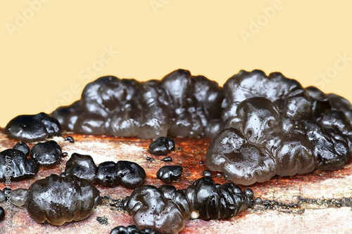 Black witches butter fungus, Exidia glandulosa