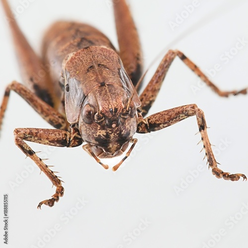 Dark bush-cricket, Pholidoptera griseoaptera