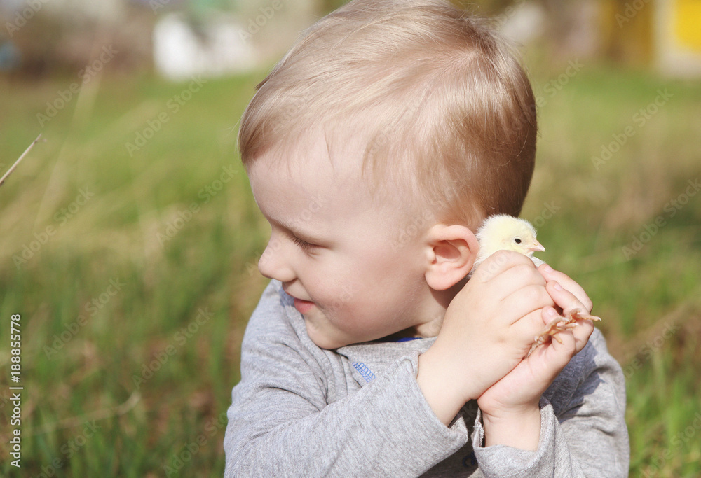 a little boy playing with a young fluffy chicken a little boy playing with a young fluffy chicken