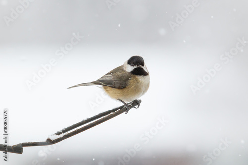 Carolina Chickadee in a snow storm