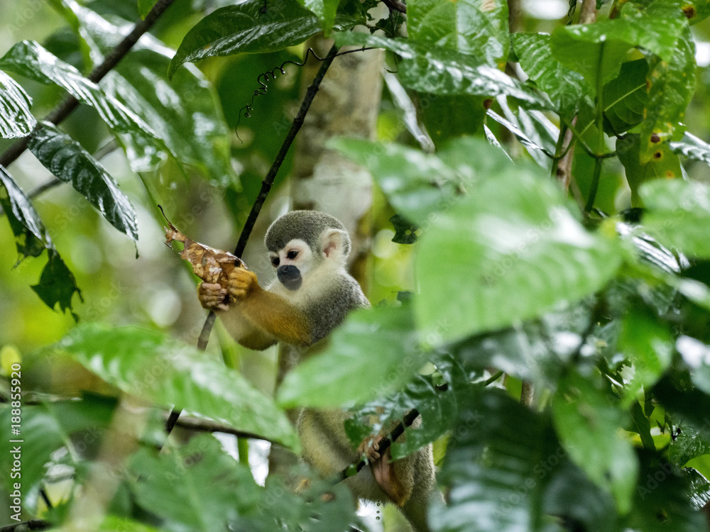 Obraz premium Saimiri sciureus, zwyczajna małpa wiewiórki, jest stosunkowo liczna, rzeka Napo, Park Narodowy Yasuni, Ekwador