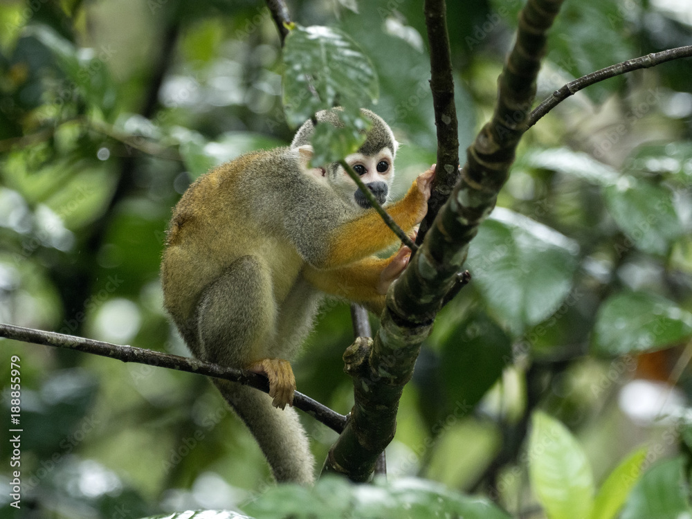 Saimiri sciureus, Common squirrel monkey, is relatively abundant, River Napo, Yasuni National Park, Ecuador