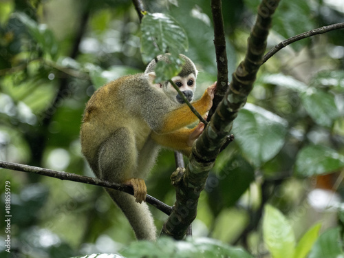 Saimiri sciureus, Common squirrel monkey, is relatively abundant, River Napo, Yasuni National Park, Ecuador