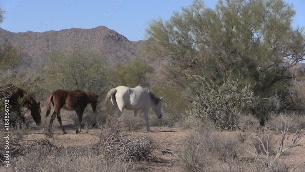 Herd of Wild Horses in the Arizona Desert Herd of Wild Horses in the Arizona Desert