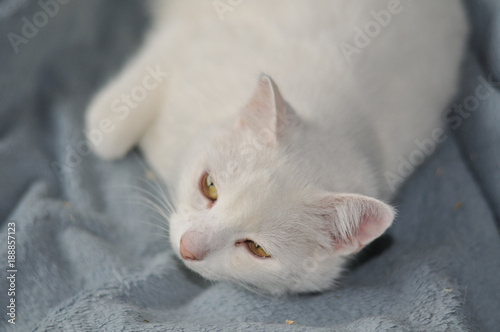 weiße Katze auf blauer Wolldecke