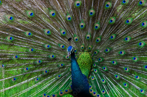 peacock,peacock Beautiful tail show pattern Green spot pavo cristatus