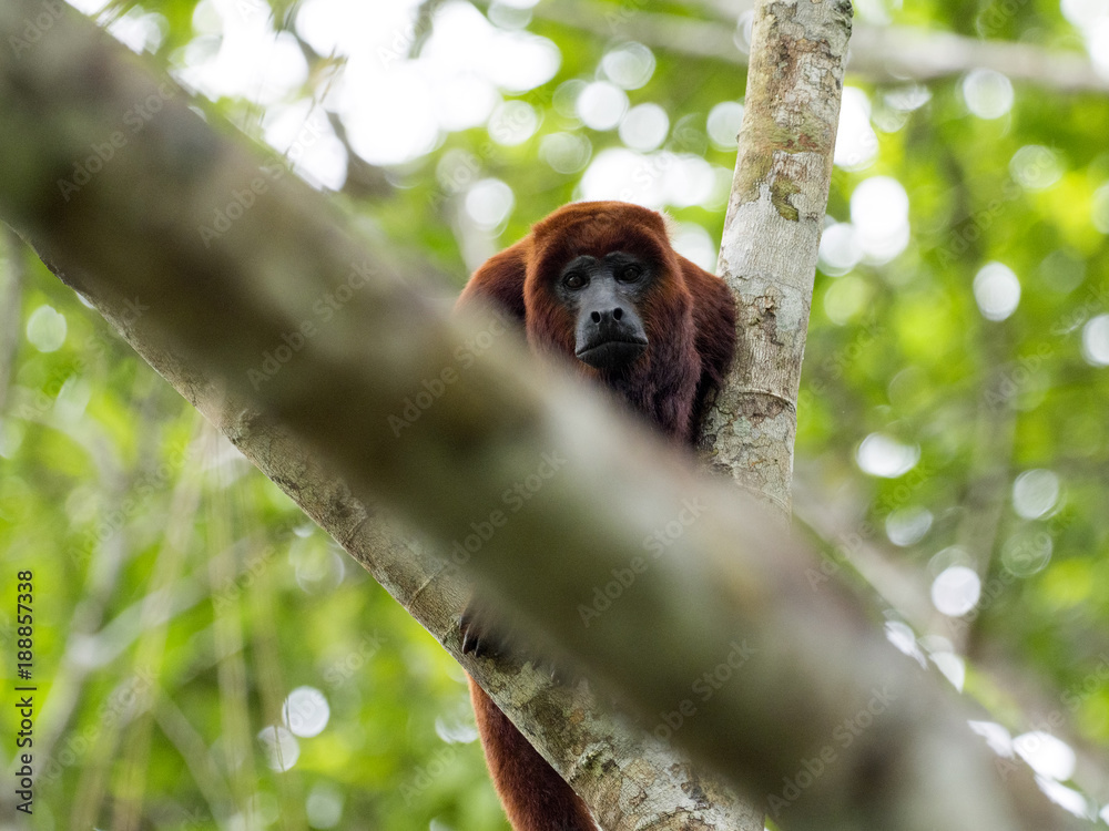 Obraz premium Red Howler Monkey, Alouatta Seniculus, Amazon River Napo, Park Narodowy Yasuni, Ekwador