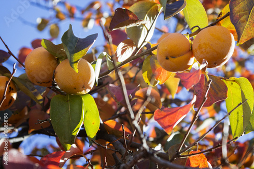 Ripe persimmons on tree branches