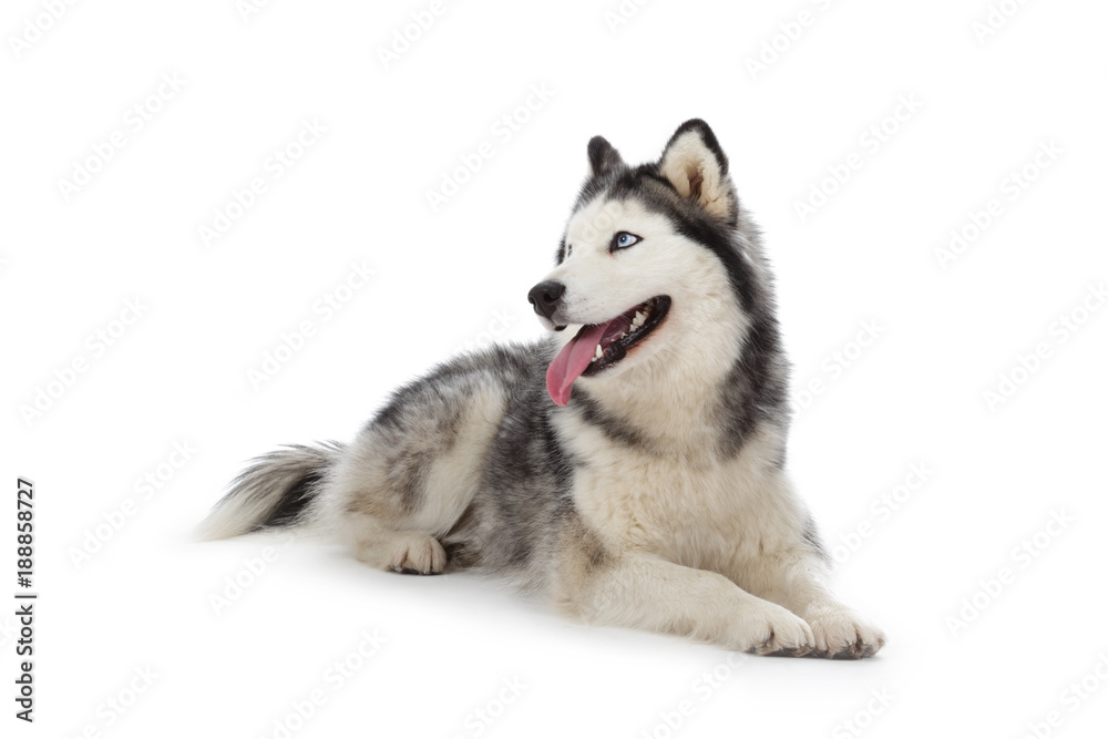chien husky sibérien femelle adulte yeux bleus sur fond blanc détouré  Photos | Adobe Stock