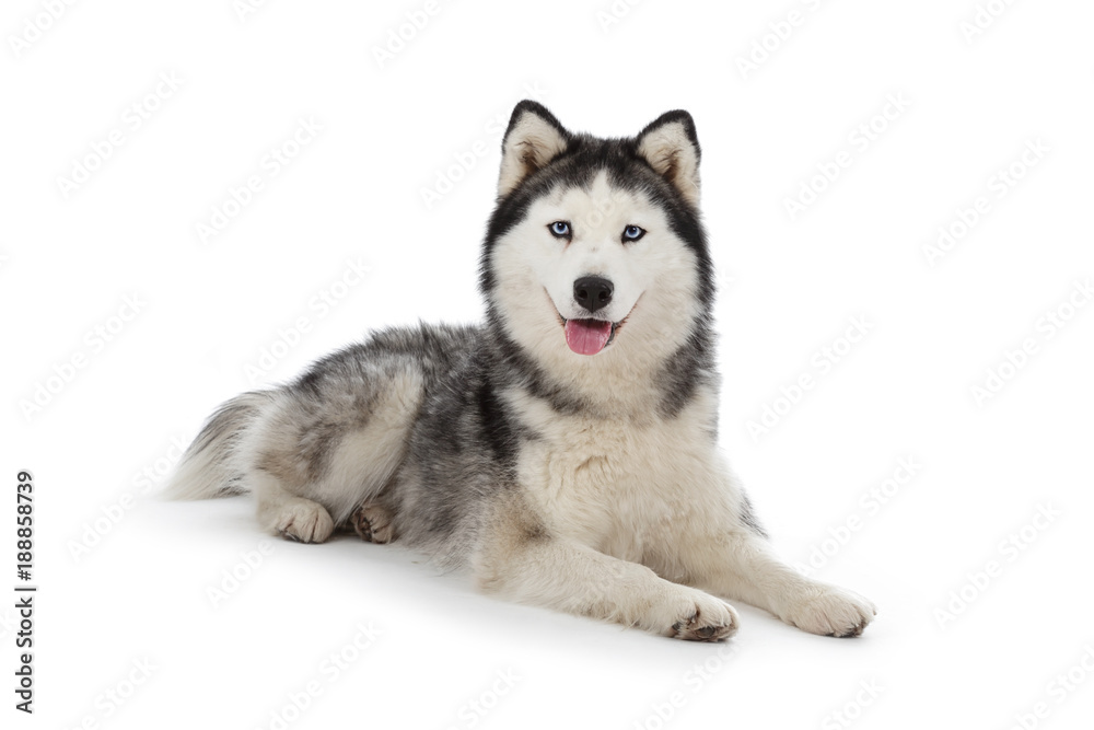 chien husky sibérien femelle adulte yeux bleus sur fond blanc détouré