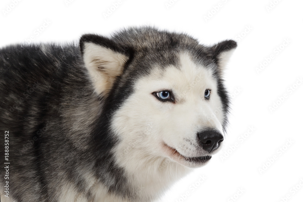Fototapeta premium chien husky sibérien femelle adulte yeux bleus sur fond blanc détouré