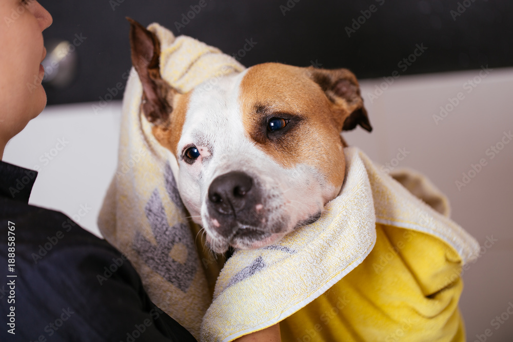 Dog grooming process. American Staffordshire doberman sits on the table while being brushed and styled by a professional groomer. Dog grooming process. American Staffordshire doberman sits on the table while being brushed and styled by a professional groomer.