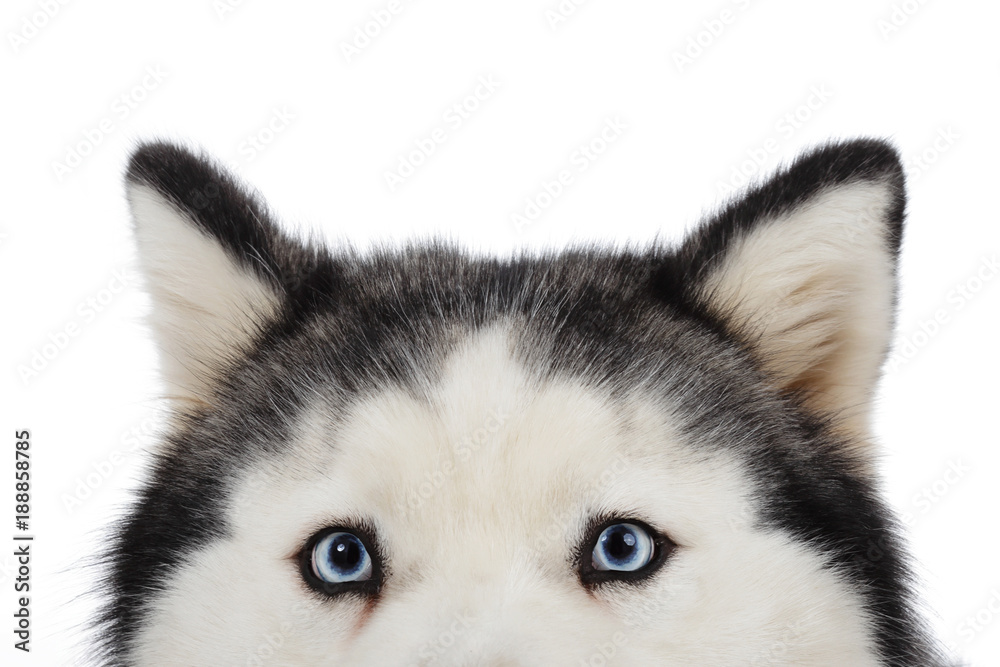 Obraz premium chien husky sibérien femelle adulte yeux bleus sur fond blanc détouré