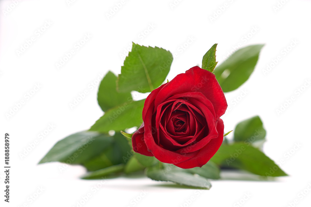 Valentines Red Roses isolated on a white background Valentines Red Roses isolated on a white background