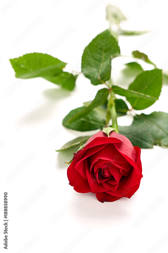 Valentines Red Roses isolated on a white background Valentines Red Roses isolated on a white background