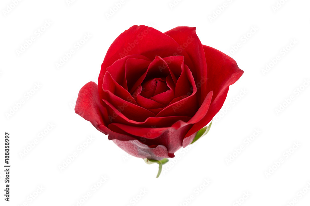 Valentines Red Roses isolated on a white background Valentines Red Roses isolated on a white background