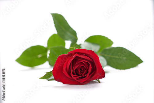 Fototapeta Naklejka Na Ścianę i Meble -  Valentines Red Roses isolated on a white background