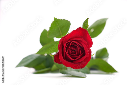 Valentines Red Roses isolated on a white background