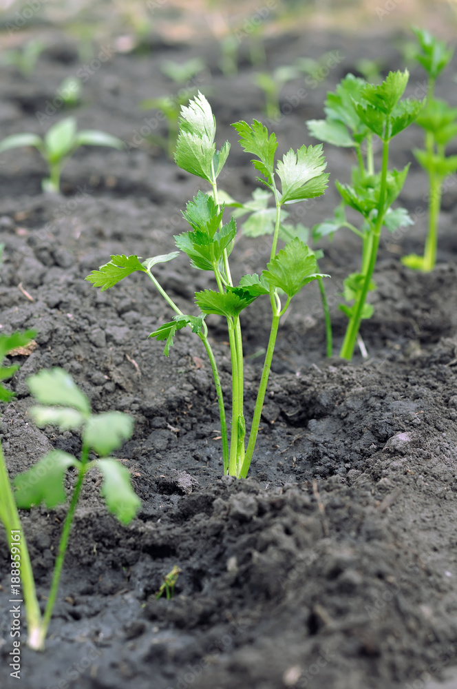 freshly planted celery seedlings and pepper seedlings ( on background) in the vegetable
garden,vertical composition
freshly planted celery seedlings and pepper seedlings ( on background) in the vegetable
garden,vertical composition
